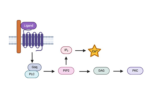 Bacterial System
