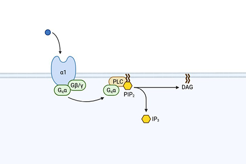 IP1/IP3    Assay