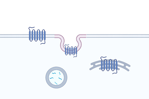 Receptor Trafficking