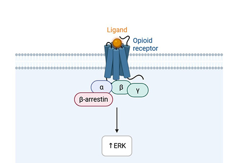 β-Arrestin Recruitment Assay