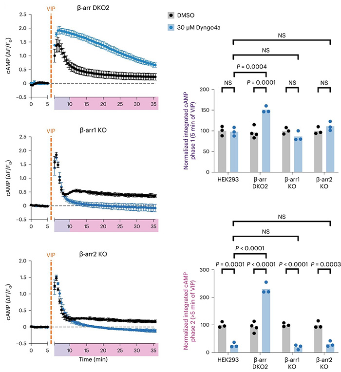 Fluorescence signal of HCC1806 AA to identify inhibitors of SNAT1 and 2.