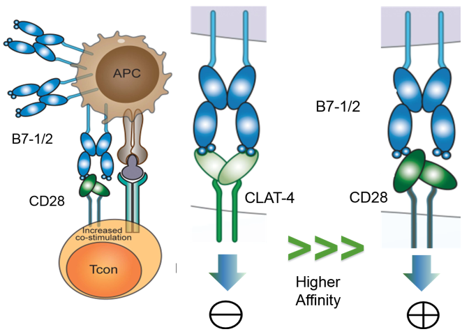 Immune Checkpoint Proteins