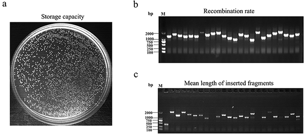 Quality assessment of Y2H library from Clonostachys chloroleuca 67-1