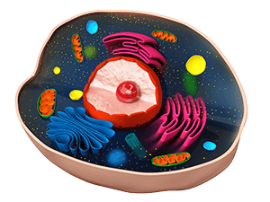 3D cell model