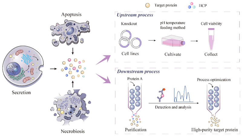 Sources of host cell proteins in upstream and downstream bioprocessing
