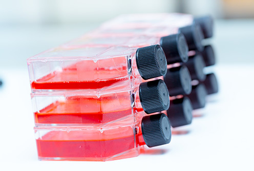Cell line development.