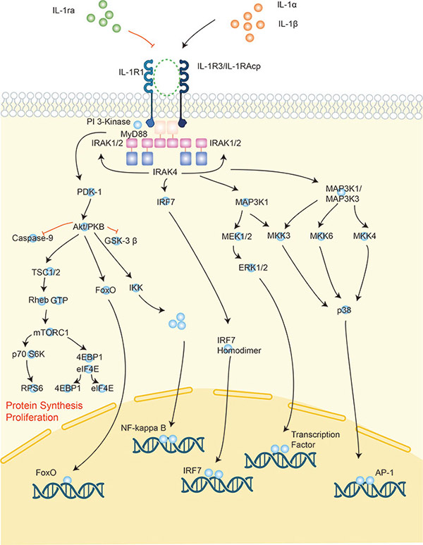 IL-1 is one of the important inflammatory mediators that plays a regulatory role primarily in cellular immune activation.