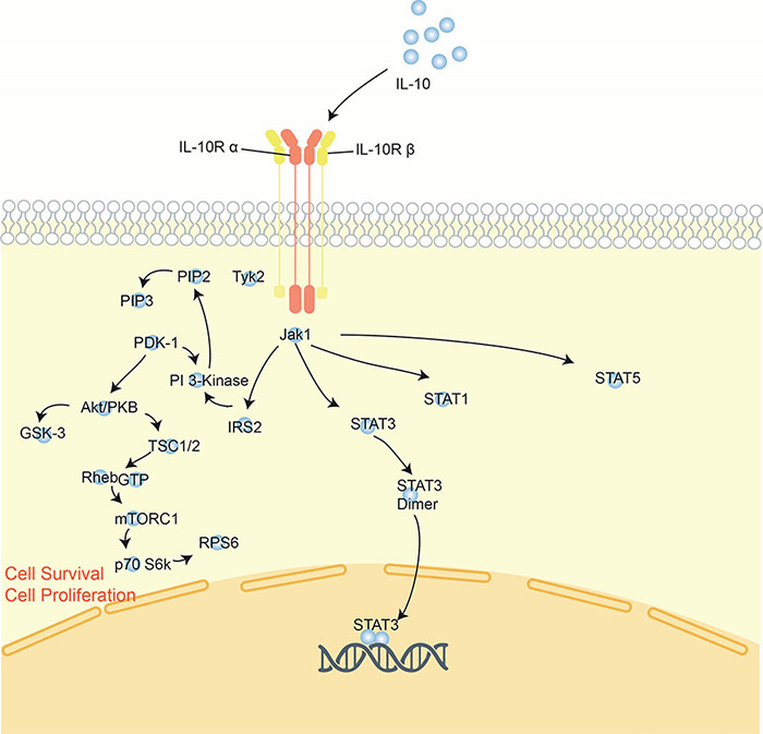 IL-10, also termed cytokine synthesis inhibitory factor (CSIF), is a pleiotropic cytokine that can exert immunosuppressive or immunostimulatory effects in multiple cell types.