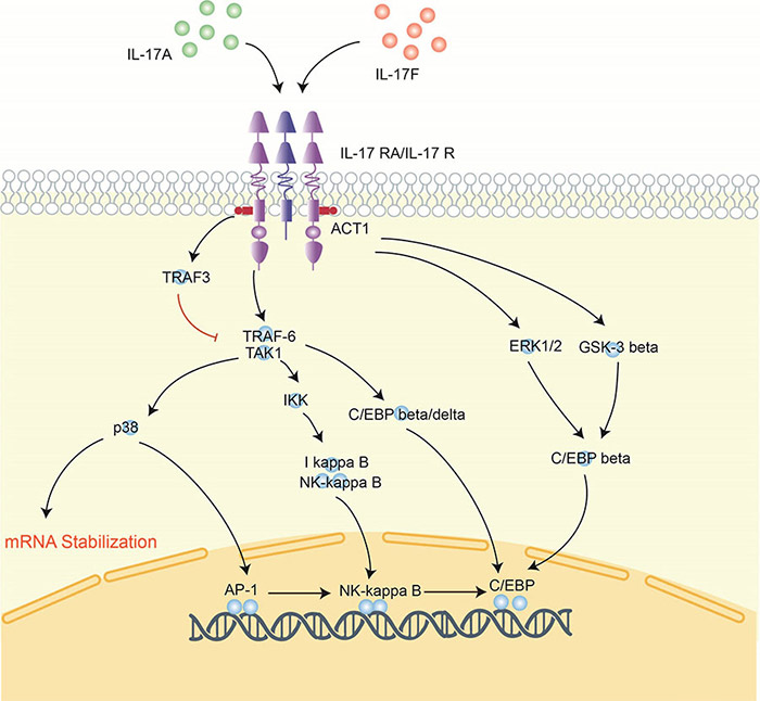 IL-17A is critical in promoting inflammation and recruiting immune cells like neutrophils and monocytes through chemoattractants.