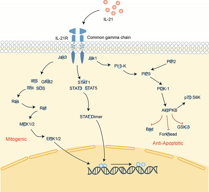 IL-21 is a cytokine that regulates immune responses.
