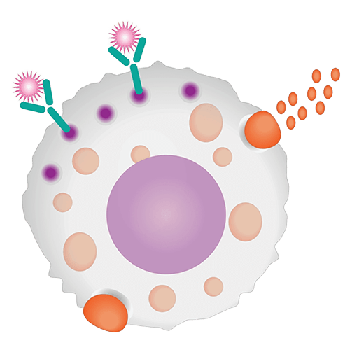 Intracellular cytokine detection and activity assay