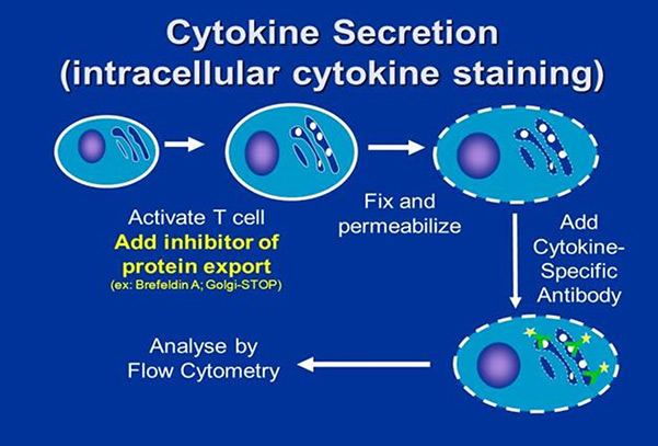 Workflow diagram for accurate cytokine measurement in cells