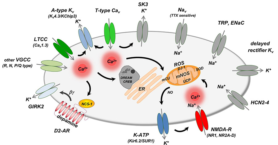 Ion channel binding assay.