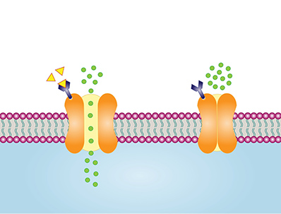 Ion channel binding assay.