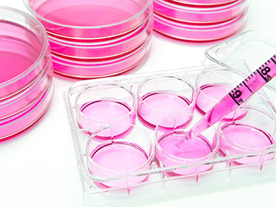 Custom cell line development.