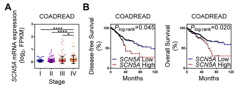 Elevated SCN5A was correlated with poor prognosis but was associated with better survival after 5-FU chemo therapy in CRCs.