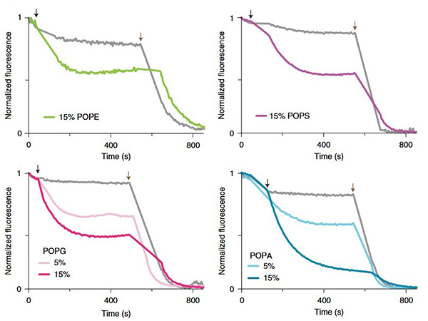 Liposome potassium flux assays of K2P4.1a reconstituted in defined lipid environments.