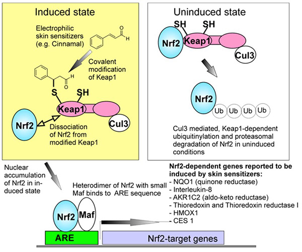 Key event 2 of the adverse outcome pathway (AOP) for skin sensitization: Keratinocyte activation during activation of the Nrf2&ndash;Keap1&ndash;ARE pathway