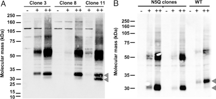 Fig1. Construction of hOR17-4-inducible HEK293S GnT1−/− cell lines for use in liquid bioreactor culture. (Cook, et al., 2009)