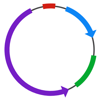 Site-directed mutagenesis library construction service at Creative BioMart