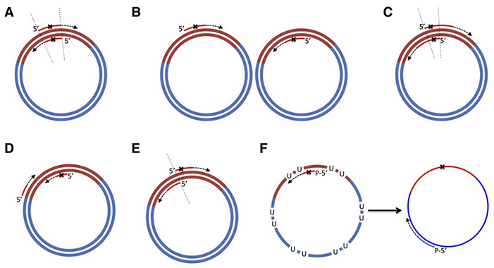 QuikChange method for efficient site-directed mutagenesis