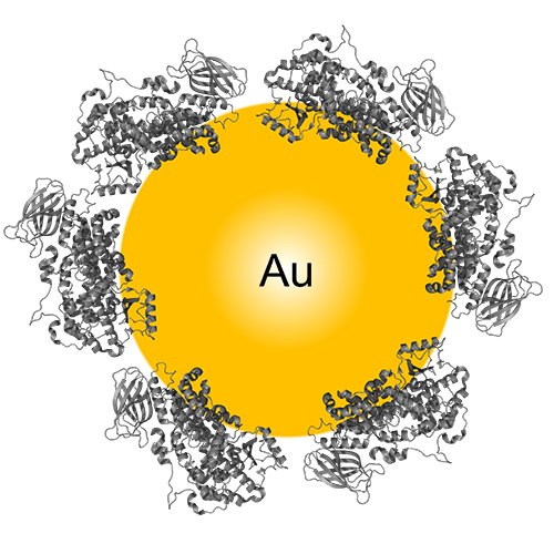 Ligand-protein interactions screening based on gold nanoparticles
