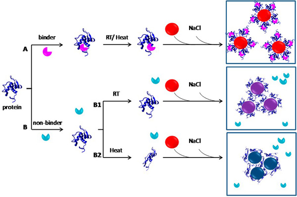 Schematic illustration of AuNP-based colorimetric assay principle