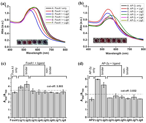 Rapid screening of ligand–protein interactions via ligand-induced protein stabilization of AuNPs