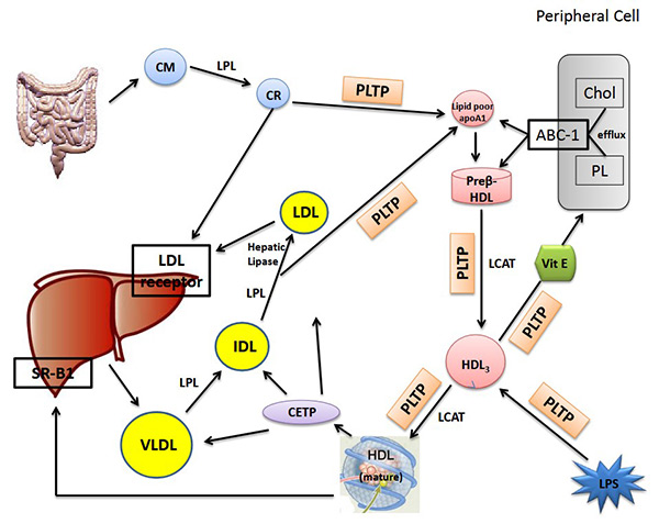 Lipoprotein metabolism and lipid transfer proteins.