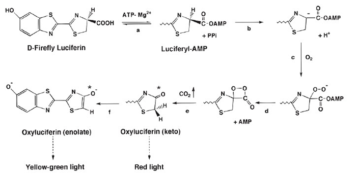 Reaction of firefly luciferase.