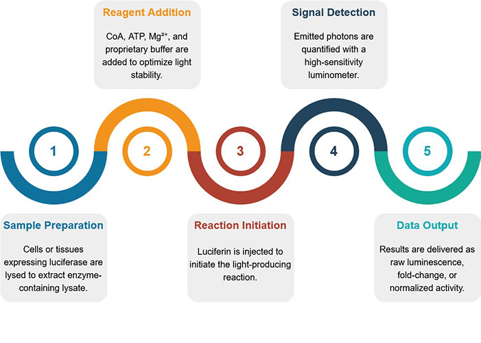 Lipid transfer assay service workflow.
