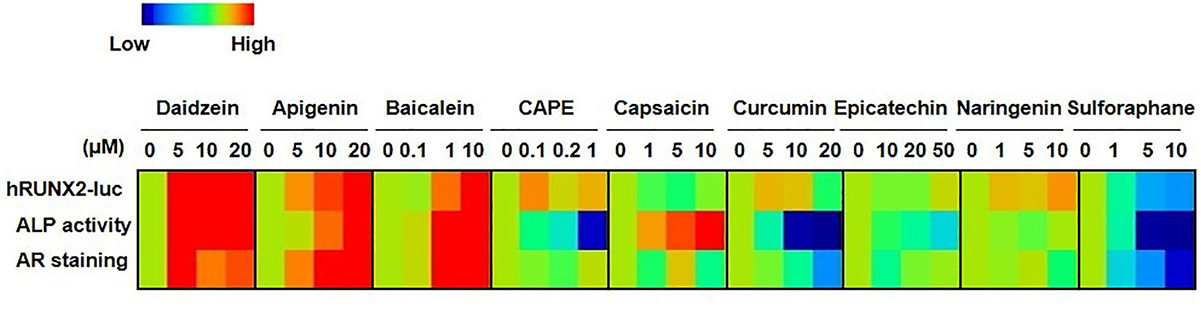 A rapid luciferase reporter assay using a RUNX2 promoter.