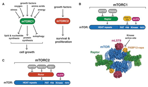 mTORC1 and mTORC2