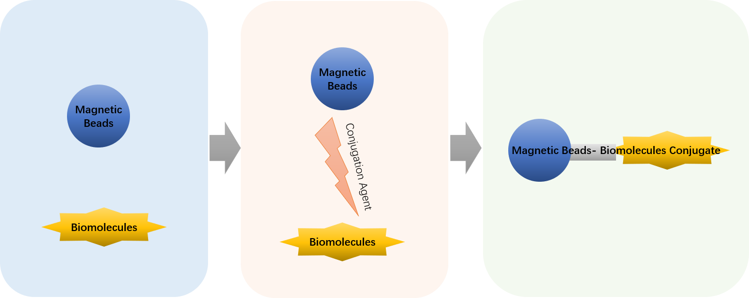 Magnetic beads are coupled to biomolecules by linkers