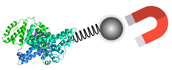 Magnetic bead-coupled protein complexes