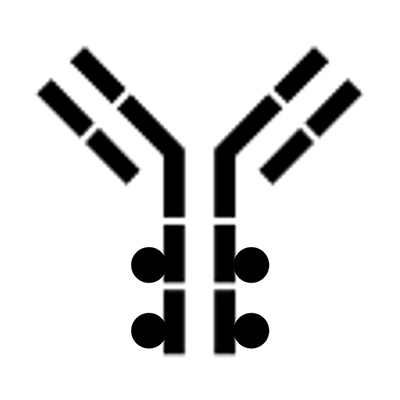 Downstream Purification Optimization