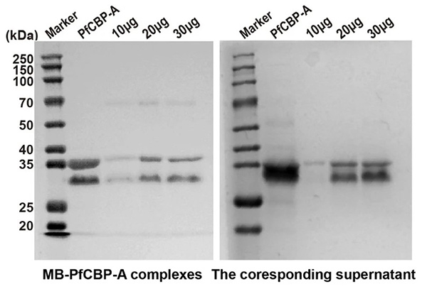 Screening high-affinity protein binders to Candida albicans cells
