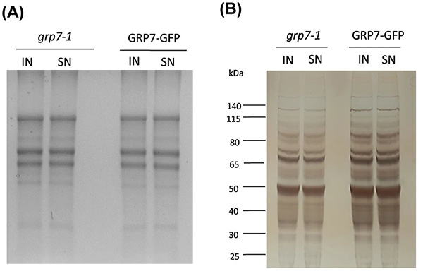 Mass spectrometry analysis of proteins bound to AtGRP7 RNA via tandem capture