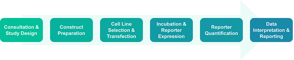 Workflow for membrane-based yeast two-hybrid service
