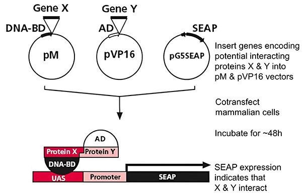 Principle of mammalian two-hybrid system assay