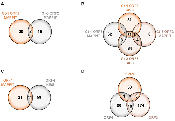 Virus&ndash;host protein interaction network of the hepatitis E virus ORF2-4 by mammalian two-hybrid assays
