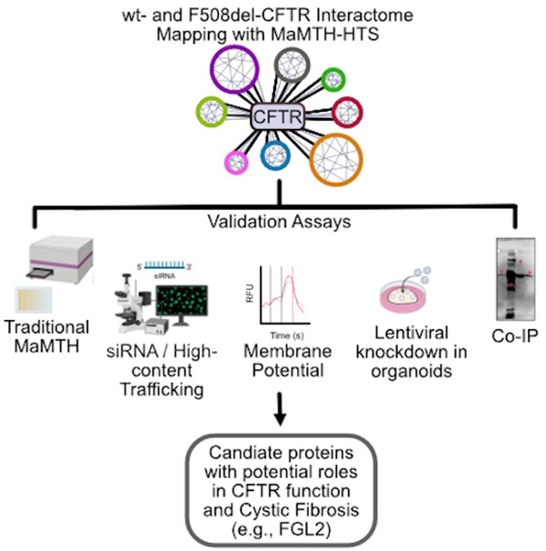 CFTR interactome mapping using the mammalian membrane two‐hybrid high‐throughput screening system