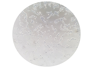 HEK293T cells used as expression host for mass standard proteins