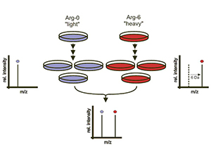 SILAC-based metabolic labeling method for mass standard protein production