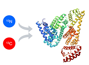 High label incorporation efficiency in SILAC-based mass standard