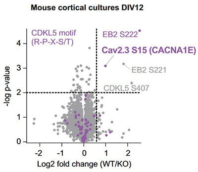 Cav2.3 identified and validated as a CDKL5 kinase substrate