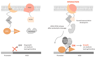 Membrane-based yeast two-hybrid system