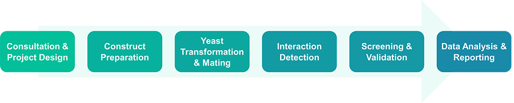 Workflow for membrane-based yeast two-hybrid service