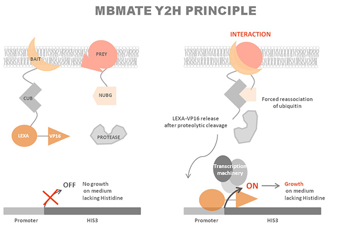 Principle of membrane-based yeast two-hybrid system