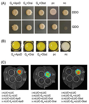 Obstructor, a Frankliniella occidentalis protein, promotes transmission of tomato spotted wilt orthotospovirus